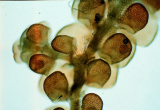Frullania probosciphora, stem