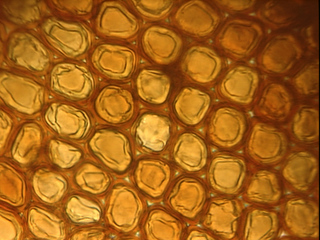 Frullania meyeniana, lobe median cells