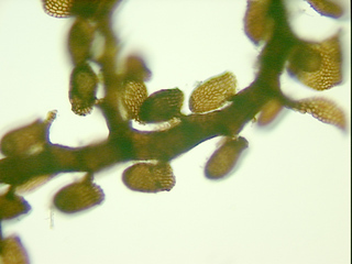 Frullania meyeniana, ventral view of stem
