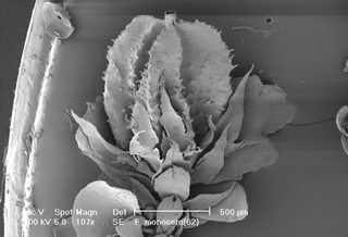 Frullania monocera, ventral view of perianth
