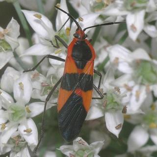 Oncopeltus fasciatus, Large Milkweed Bug