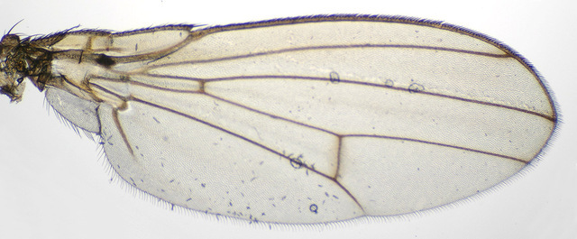 Drosophila Birchii