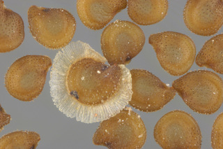 Spergularia marina