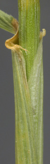Hordeum secalinum