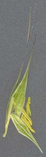 Hordeum secalinum