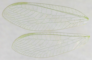 Chrysoperla lucasina