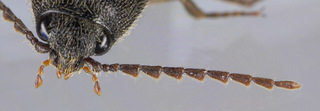 Melanotus villosus agg.