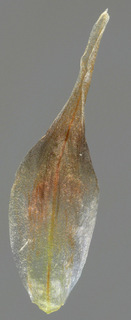 Eriophorum angustifolium