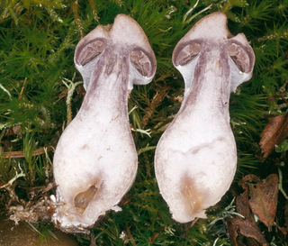 Cortinarius alboviolaceus