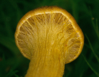 Cortinarius cinnamomeoluteus