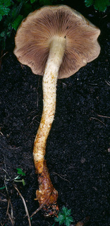 Pholiota gummosa