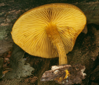 Pholiota tuberculosa