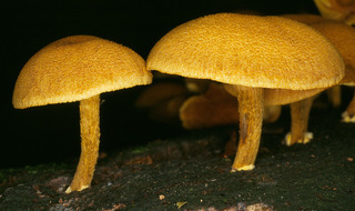 Pholiota tuberculosa