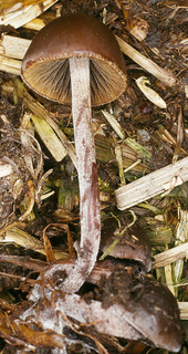 Panaeolus acuminatus