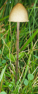 Panaeolus papilionaceus var papilionaceus