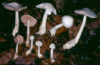Volvariella reidii non sensu Volvariella parvispora Heinmann, 1975
