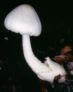 Volvariella reidii non sensu Volvariella parvispora Heinmann, 1975
