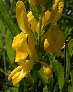 Genista tinctoria ssp tinctoria