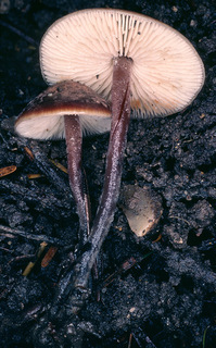 Macrocystidia cucumis