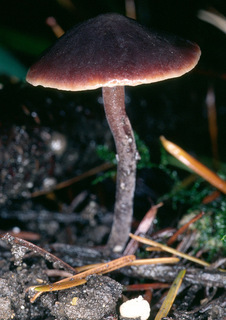 Macrocystidia cucumis
