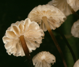 Marasmius bulliardii