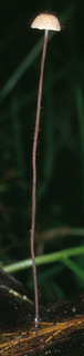 Marasmius hudsonii