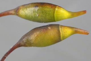 Thamnobryum alopecurum