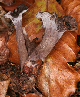 Craterellus cinereus