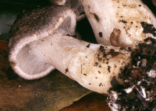 Tricholoma scalpturatum