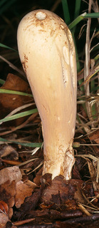 Clavariadelphus pistillaris