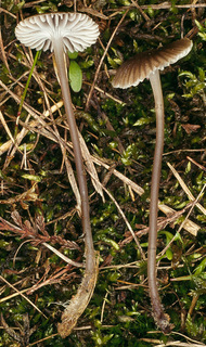 Mycena latifolia