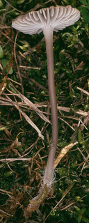 Mycena latifolia