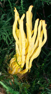 Clavulinopsis fusiformis