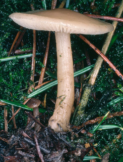 Clitocybe fragrans