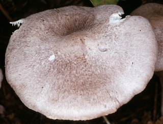 Tricholoma scalpturatum