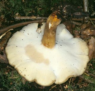 Polyporus ciliatus