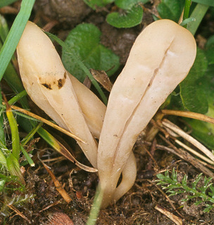 Clavaria tenuipes