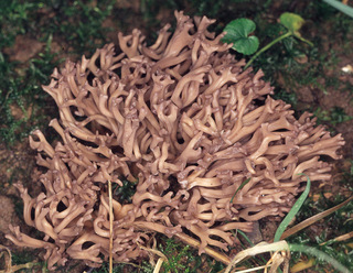 Clavulinopsis umbrinella