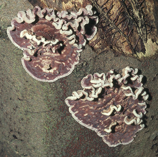 Chondrostereum purpureum