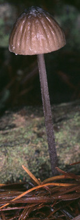 Mycena galopus var nigra