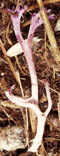 Ramariopsis pulchella