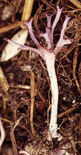 Ramariopsis pulchella
