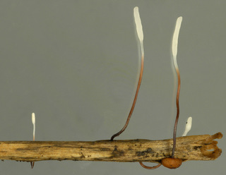 Typhula erythropus