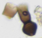 Deightoniella arundinacea