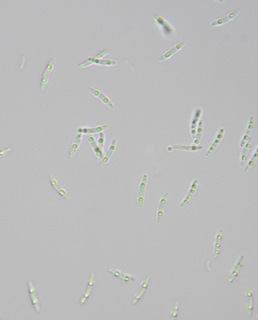 Subulicystidium longisporum