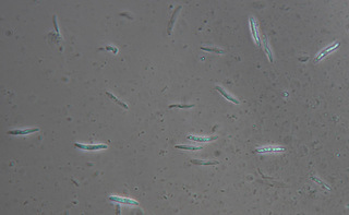 Subulicystidium longisporum