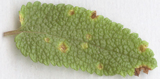 Puccinia annularis