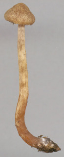 Cortinarius helvelloides