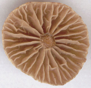 Cortinarius helvelloides