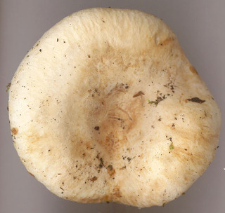 Lactarius pubescens